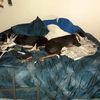 lisalowell780
